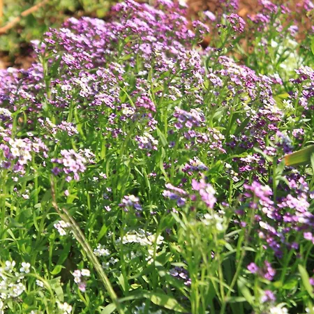 Appartement With A Parking Space - 8416