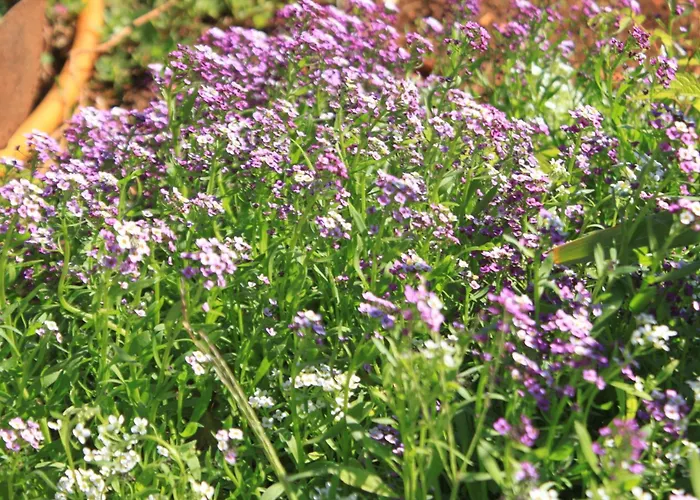 Daire With A Parking Space - 8416